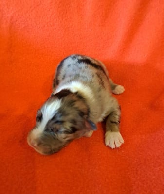Les chiots de Berger Australien