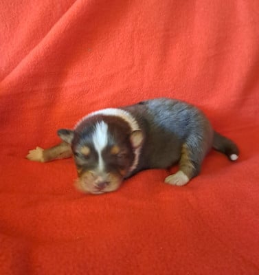 Les chiots de Berger Australien