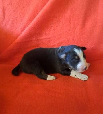 Les chiots de Berger Australien
