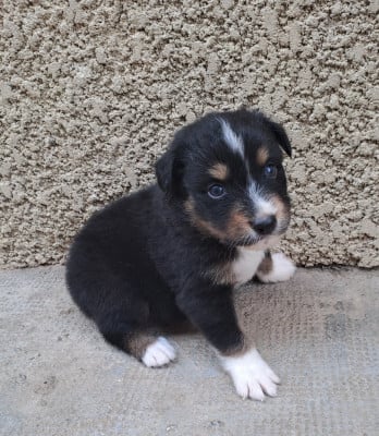 Les chiots de Berger Australien