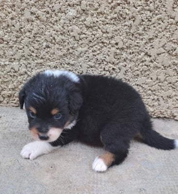 Les chiots de Berger Australien