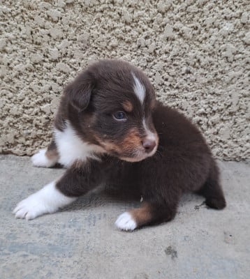 Les chiots de Berger Australien