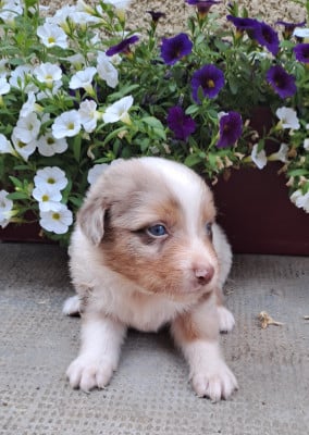 Les chiots de Berger Australien