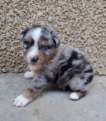 Les chiots de Berger Australien