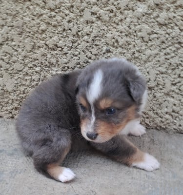 Les chiots de Berger Australien
