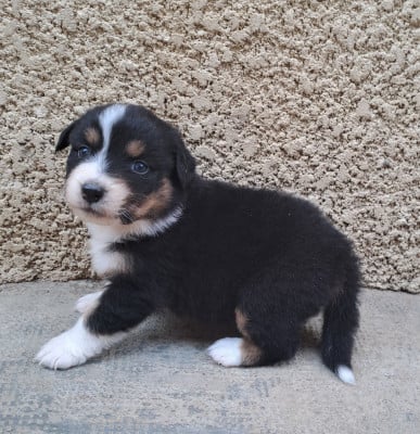 Les chiots de Berger Australien