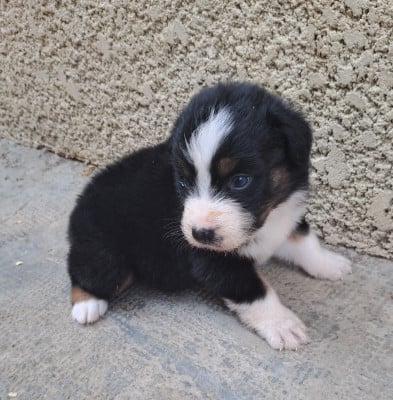 Les chiots de Berger Australien
