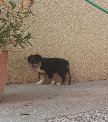 Les chiots de Berger Australien