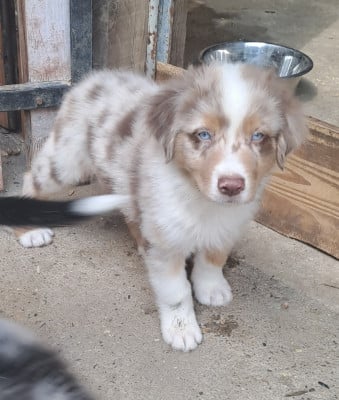 Les chiots de Berger Australien