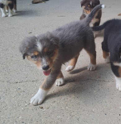 Les chiots de Berger Australien