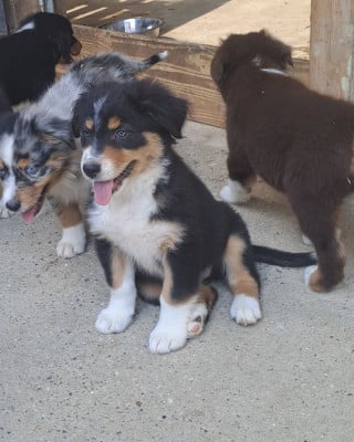Les chiots de Berger Australien