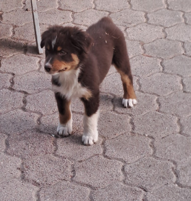 Les chiots de Berger Australien