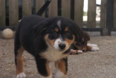 Les chiots de Berger Australien