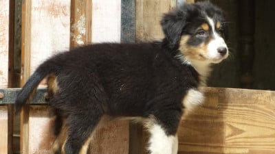 Les chiots de Berger Australien