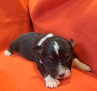 Les chiots de Berger Australien