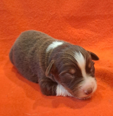 Les chiots de Berger Australien