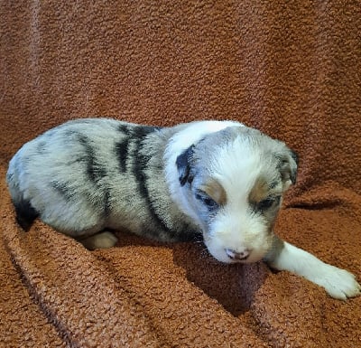 Les chiots de Berger Australien