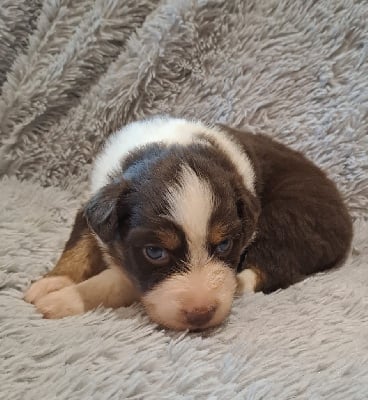 Les chiots de Berger Australien