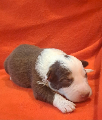 Les chiots de Berger Australien