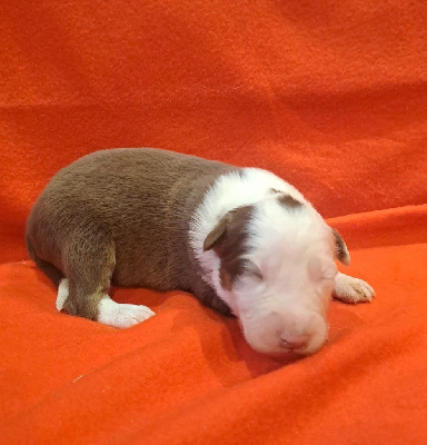 Les chiots de Berger Australien