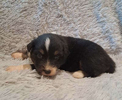 Les chiots de Berger Australien