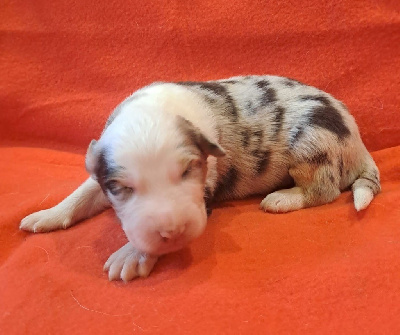 Les chiots de Berger Australien