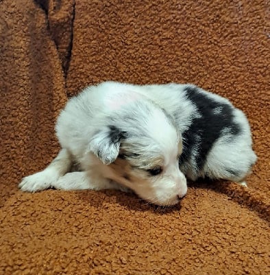 Les chiots de Berger Australien