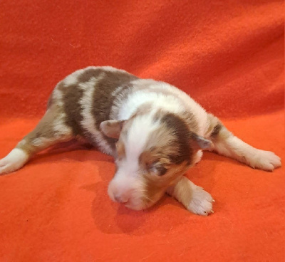 Les chiots de Berger Australien