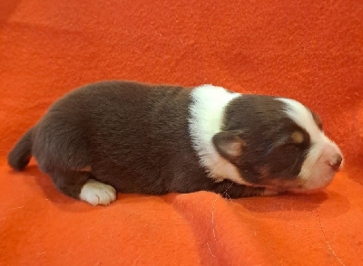 Les chiots de Berger Australien