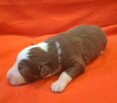 Les chiots de Berger Australien