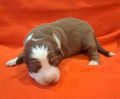 Les chiots de Berger Australien