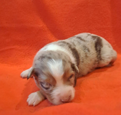 Les chiots de Berger Australien