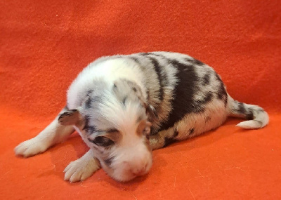 Les chiots de Berger Australien