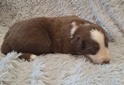 Les chiots de Berger Australien
