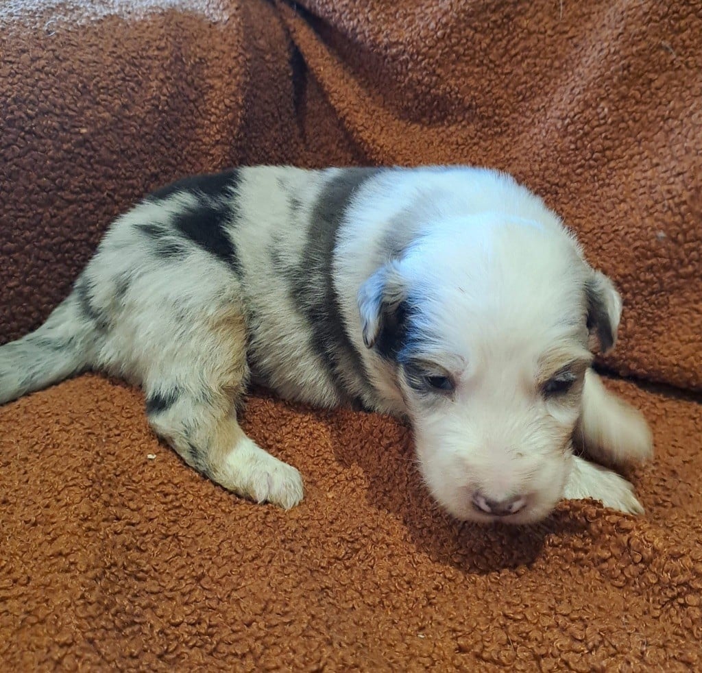 Berger Australien - De La Pierre Du B'Ressieux