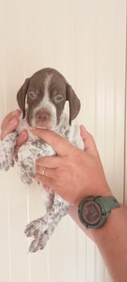 Les chiots de Braque français, type Pyrenees (petite taille)