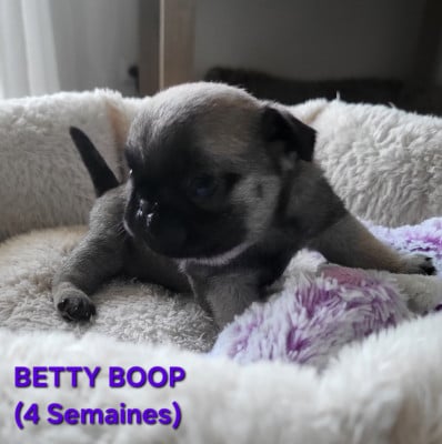 Les chiots de Carlin