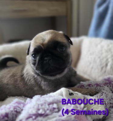 Les chiots de Carlin