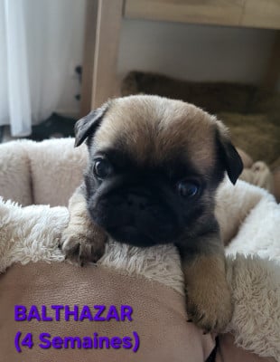 Les chiots de Carlin