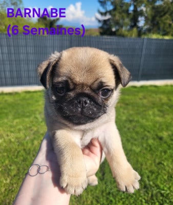 Les chiots de Carlin