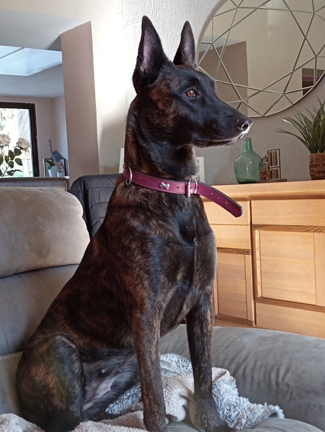 Publication : De Passie Van De Herdershond