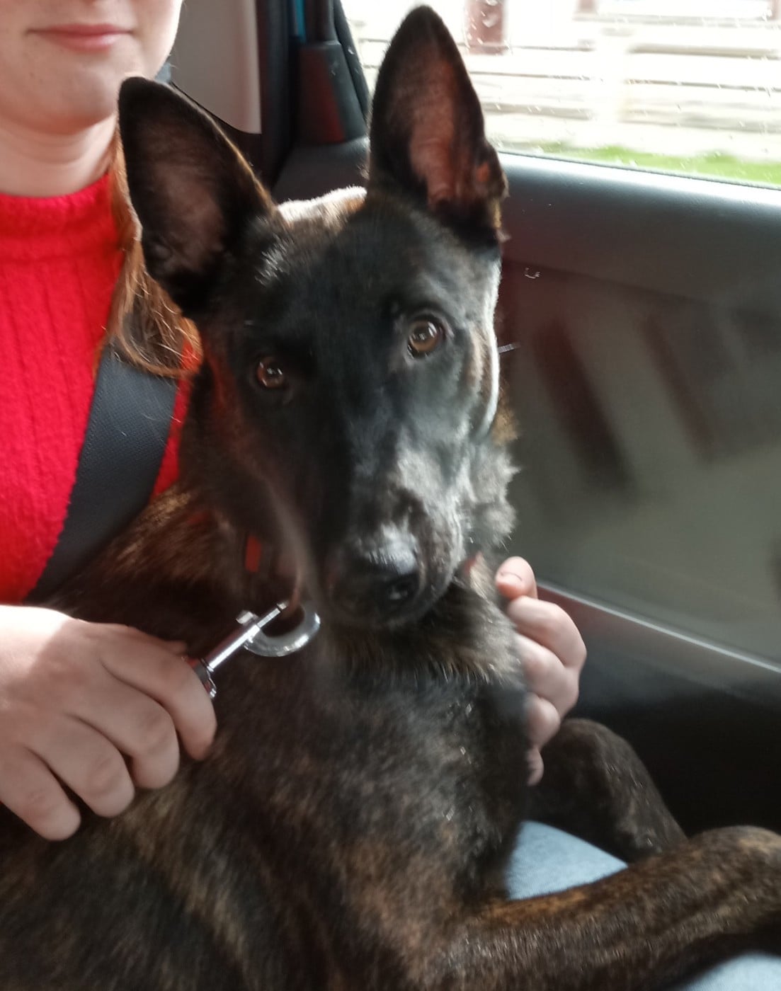 Publication : De Passie Van De Herdershond