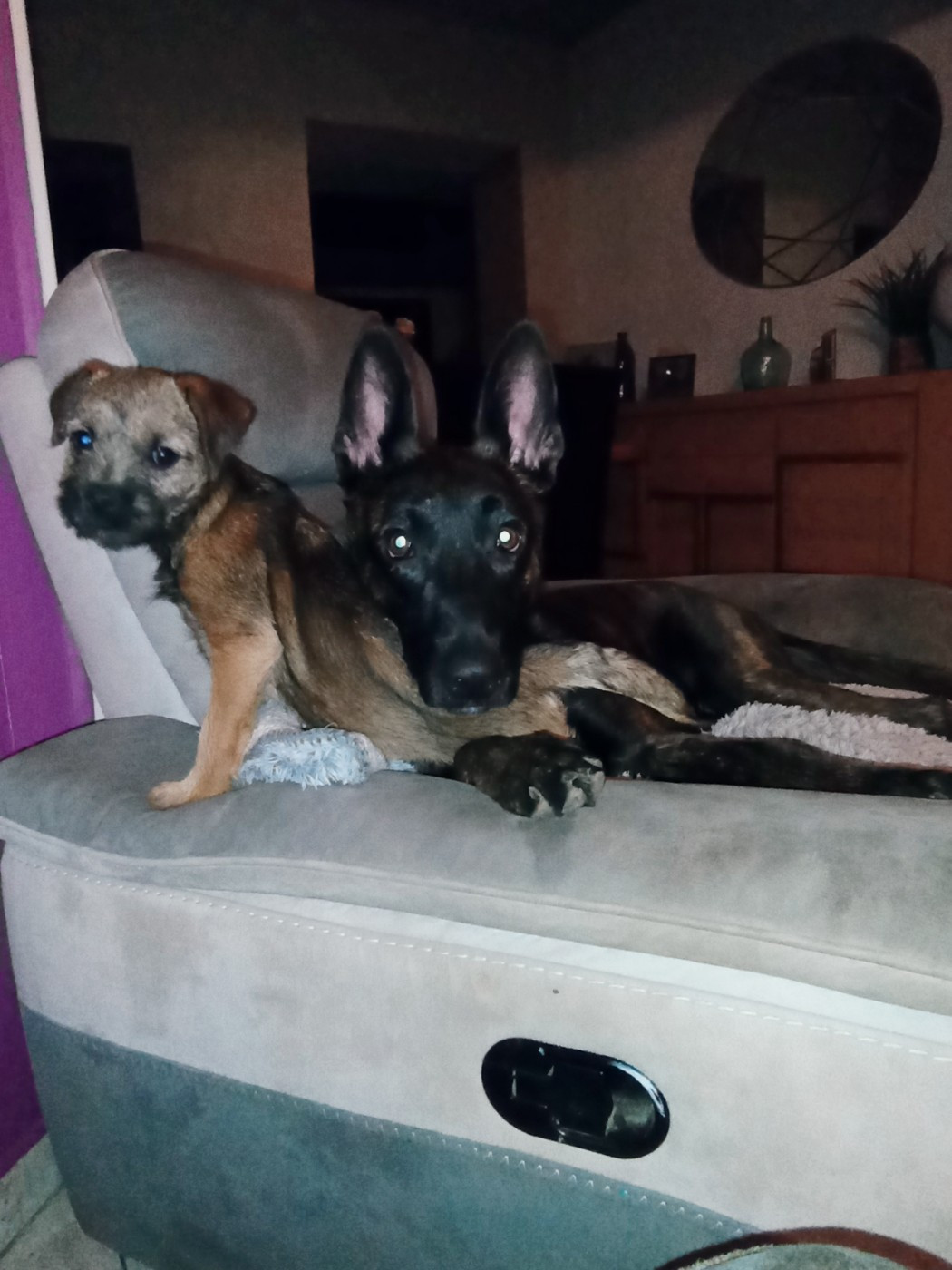 Publication : De Passie Van De Herdershond