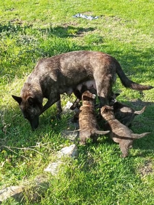 De Passie Van De Herdershond