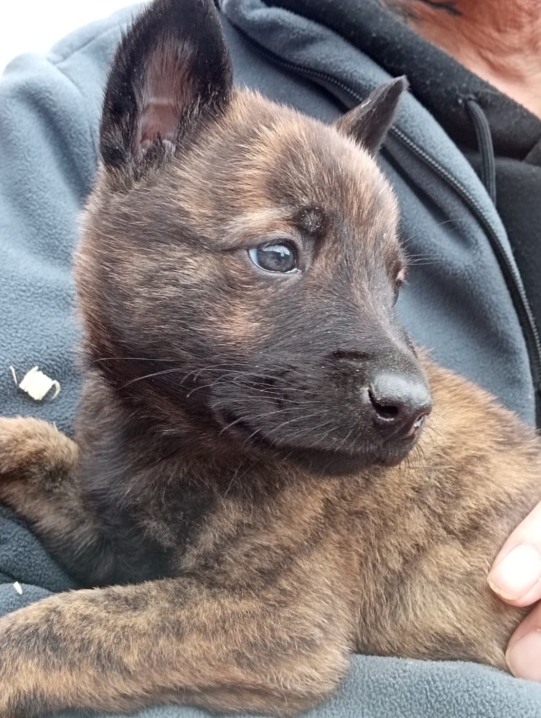 Berger hollandais - De Passie Van De Herdershond