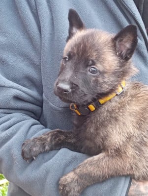 Les chiots de Berger hollandais