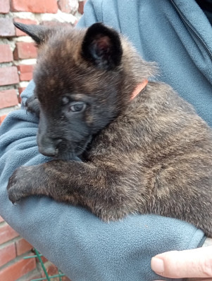 Les chiots de Berger hollandais