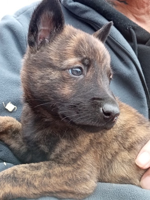 Les chiots de Berger hollandais