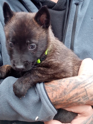 Les chiots de Berger hollandais