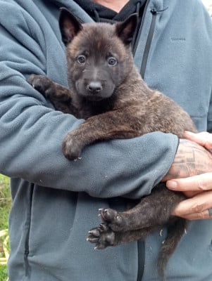 Les chiots de Berger hollandais